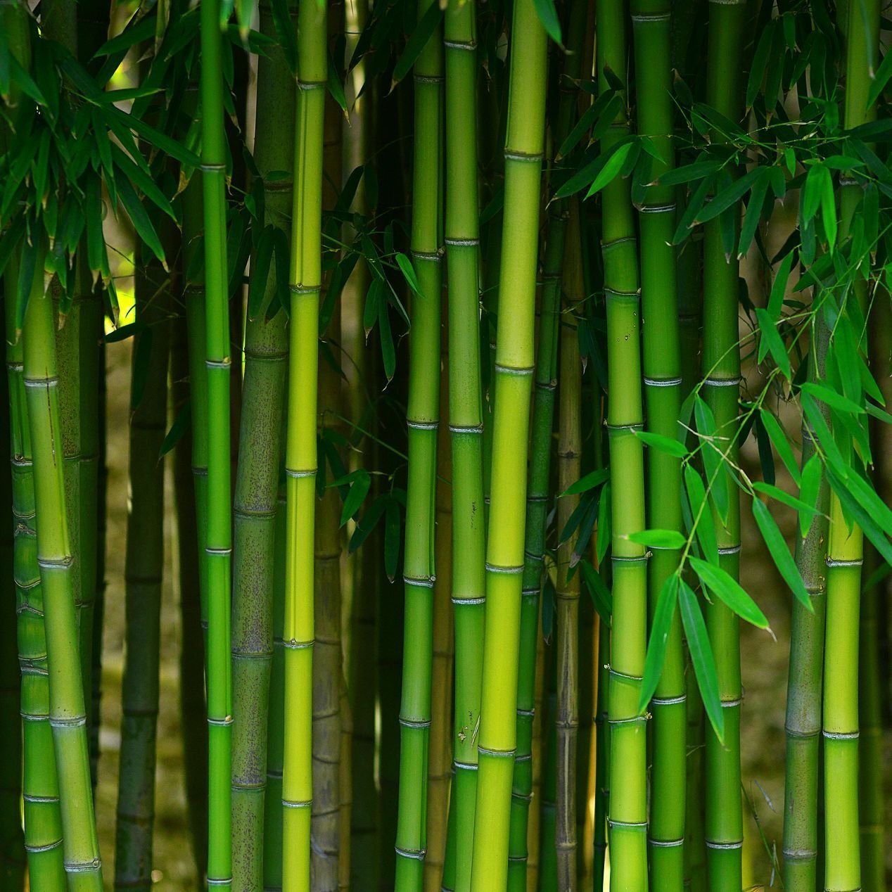 Bamboo
